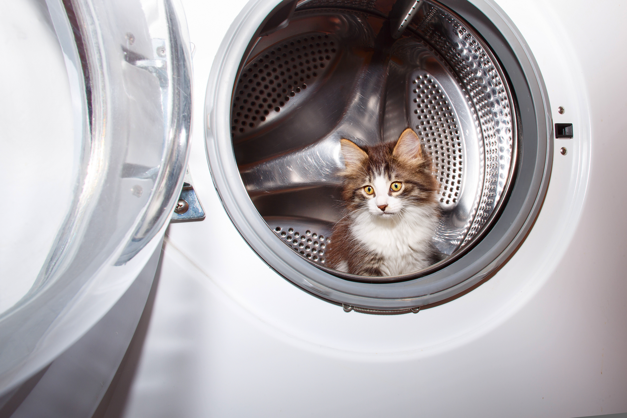 Why Is My Cat Hiding Behind The Washing Machine