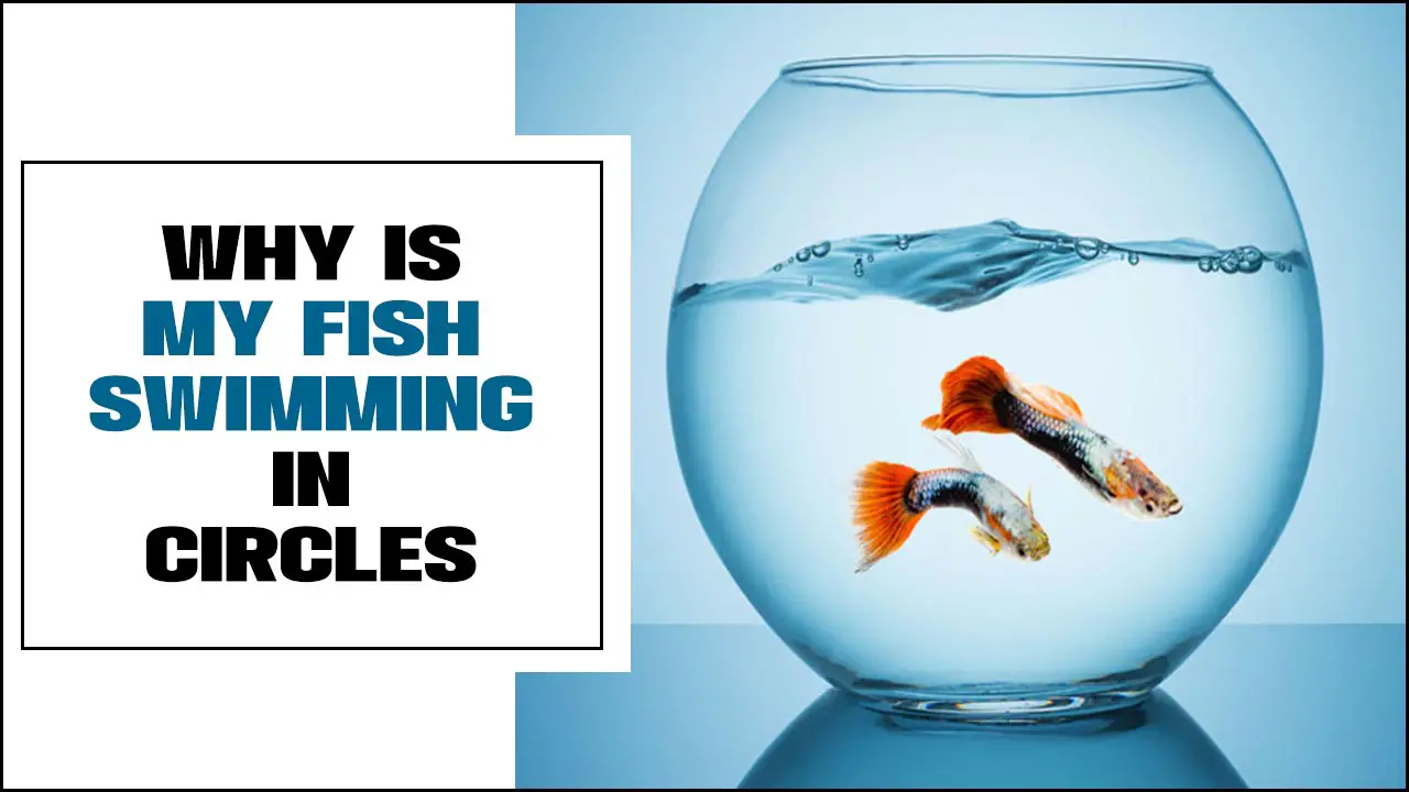 Why Is My Fish Swimming In Circles – Is That A Problem?