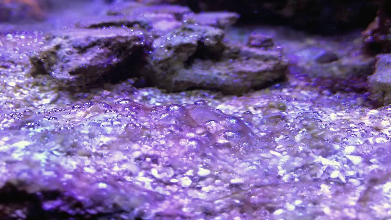Why Is Purple Algae A Problem
