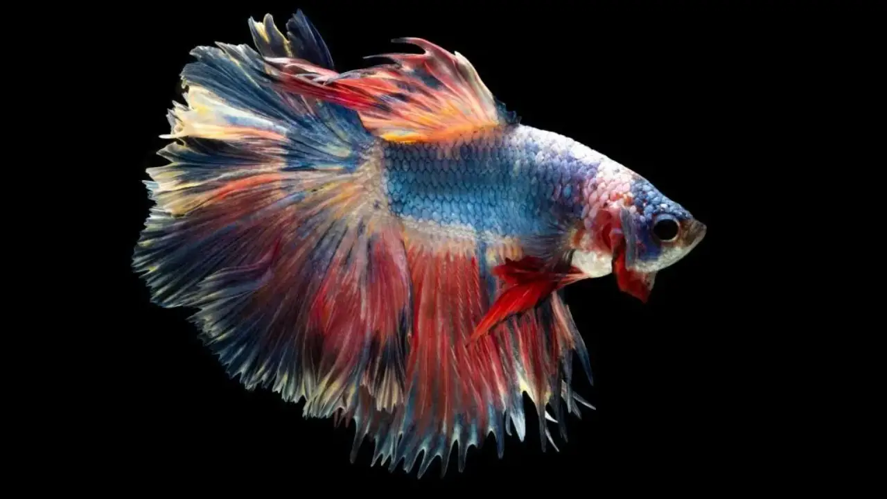 Why Is Your Betta Fish Breathing Heavily After A Water Change 7 Common Reasons