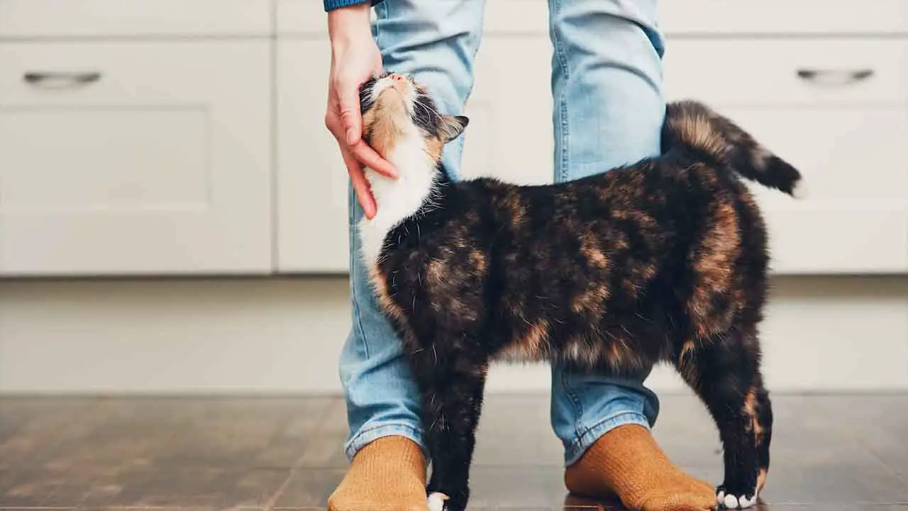 Why My Cat Doesn’t Rub Against Me? 5 Common Reasons