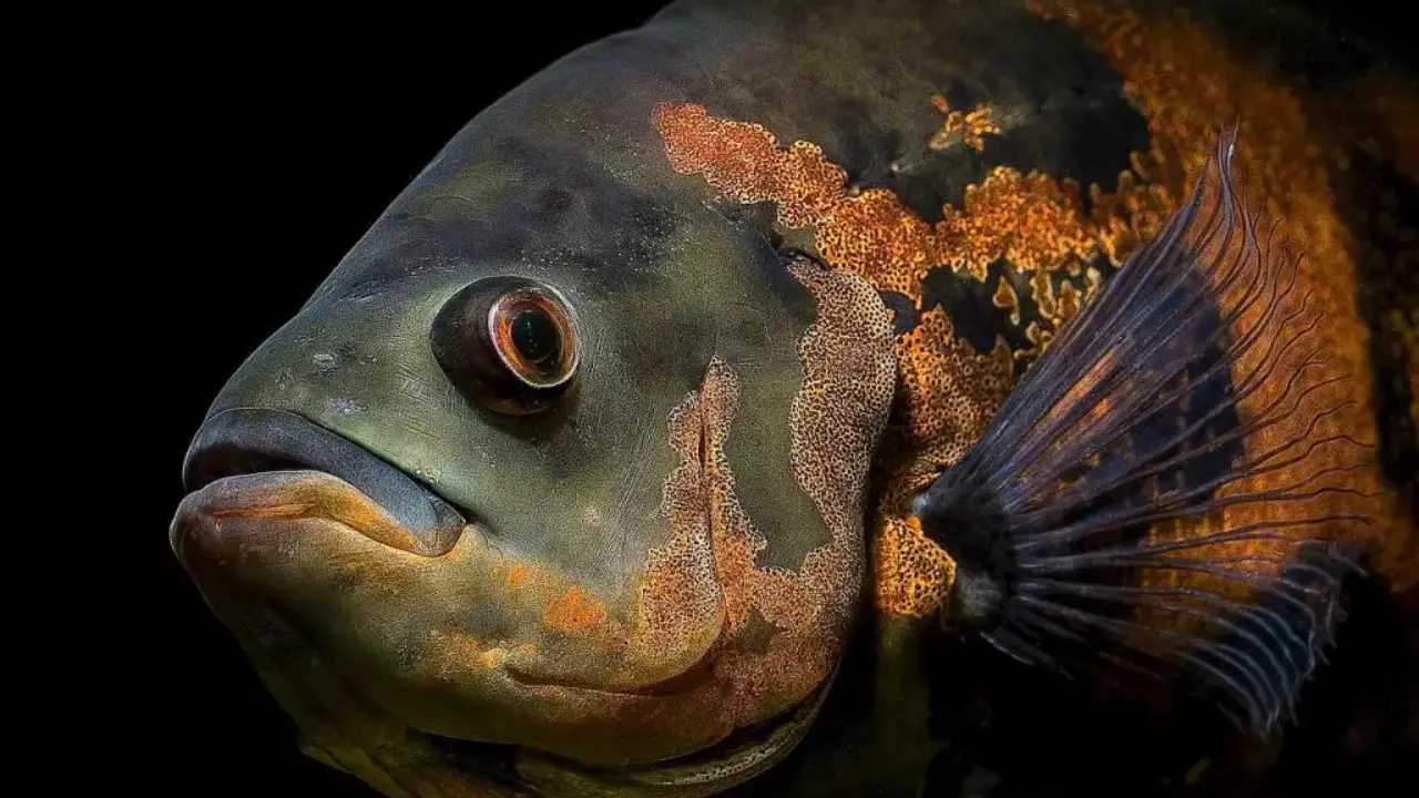 Why Oscar Fish Skin Peeling Off Happens & How To Treat