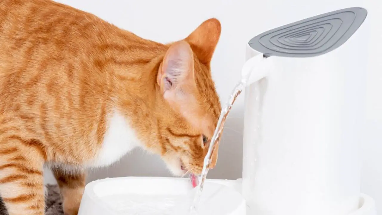 Will A Cat Ever Drink Any Water When Out Of The Home