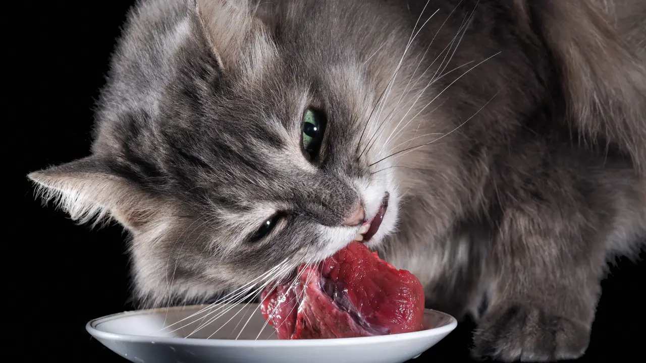 Your Cat's Natural Diet