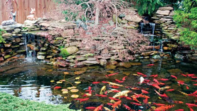 10 Steps On How To Create A Fish Pond In Your Backyard