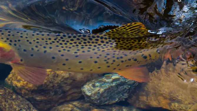 11 Simple Tips On How To Fish For Trout In A Stream