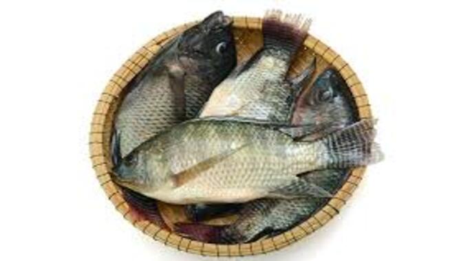 3 Feeding And Nutrition For Tilapia