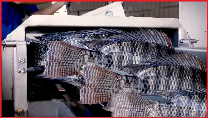 7 Harvesting And Selling Tilapia