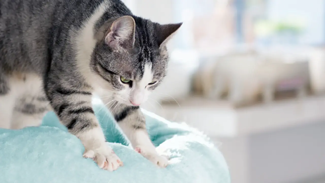 7 Reasons Why Your Cat Stopped Kneading