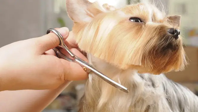 7 Simple Tips For How To Groom A Dog At Home