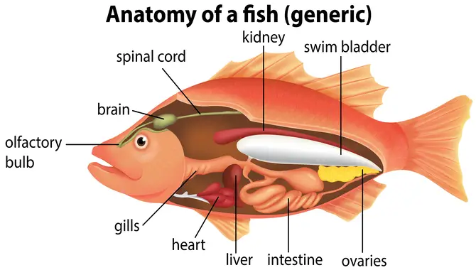 Anatomy Of Fish