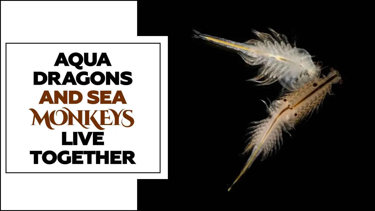 Can Aqua Dragons and Sea Monkeys Live Together? Let’s Check!!!