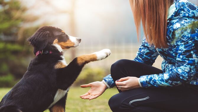 Basic Dog Training Techniques
