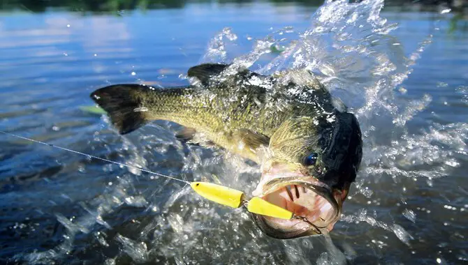Bass Fishing – Best Rigs For Catching Big Bass