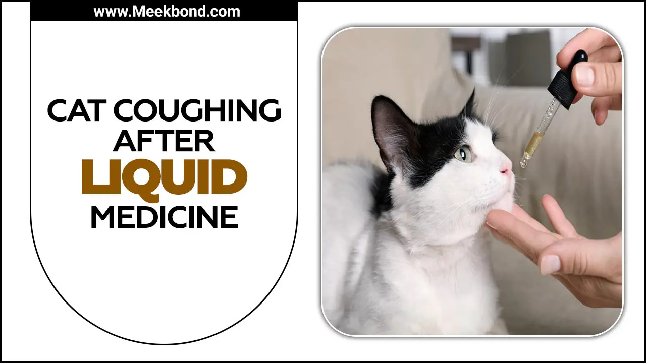Cat Coughing After Liquid Medicine – What To Do?