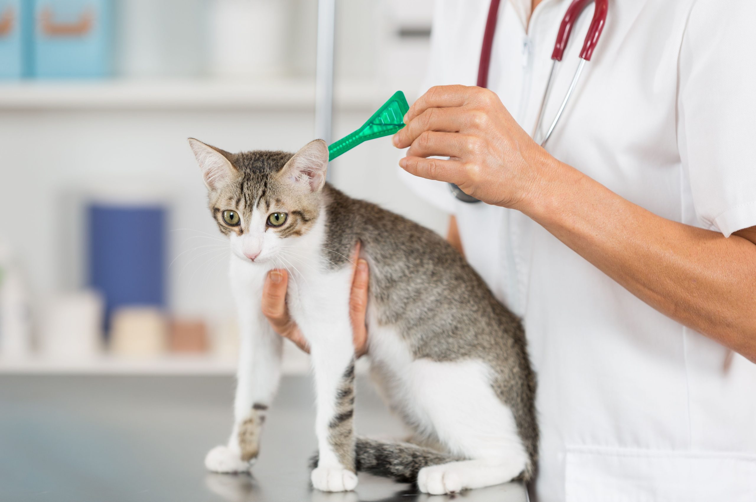Cat Flea Treatment Methods