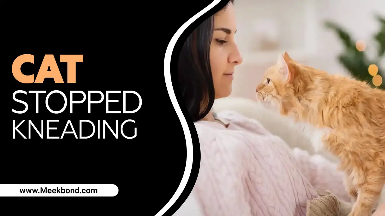 Cat Stopped Kneading – What Should I Do?
