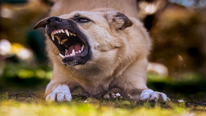 Causes Of Dog Aggression