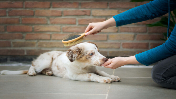Check Your Dog's Skin As You Groom