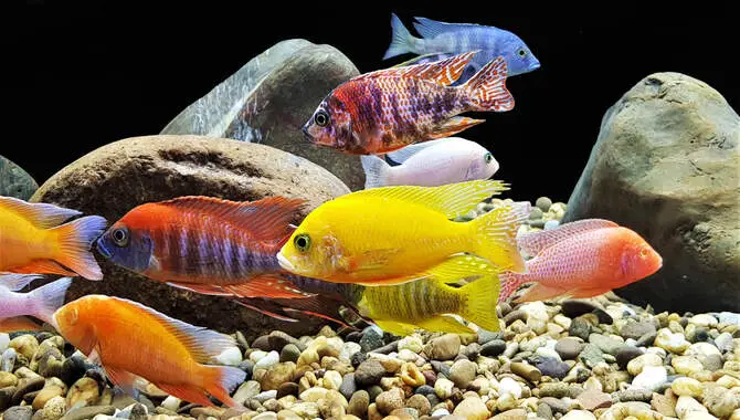 Choose Fish That Will Fit In Your Aquarium