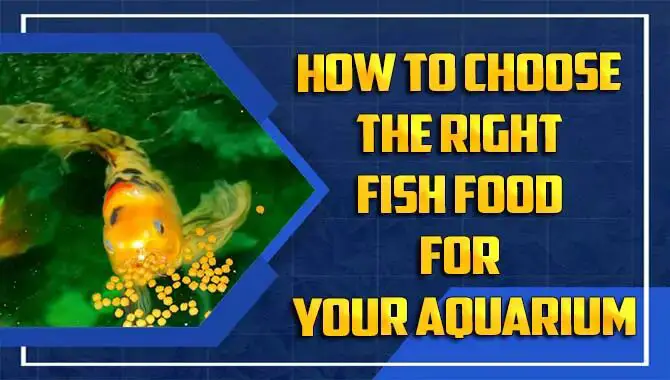 How To Choose The Right Fish Food For Your Aquarium – Your Complete Guide