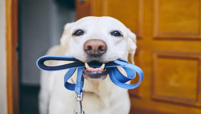 Choosing The Right Collar And Leash