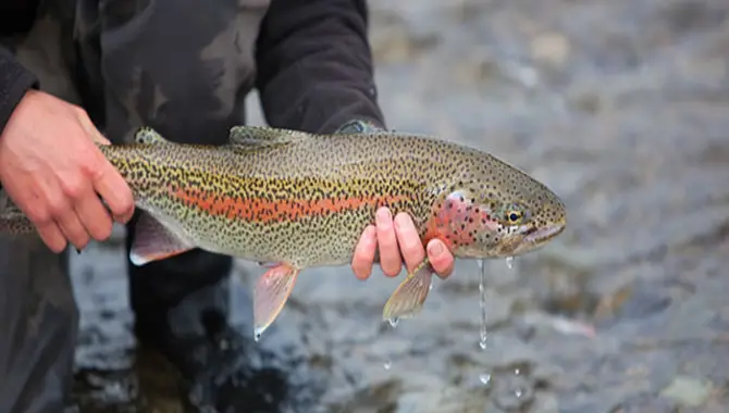 Choosing The Right Tackle For Stream Trout Fishing