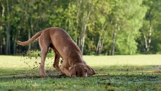 Common Mistakes To Avoid When Training Your Dog Not To Dig