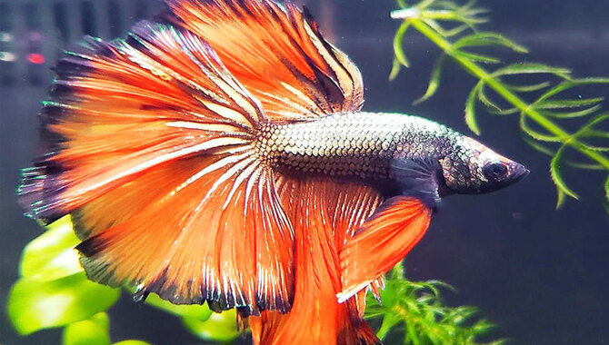Conditioning Your Betta Fish