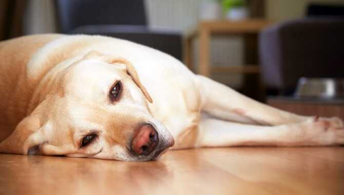 Continuing Training If Your Dog Is Uncomfortable Or Unwell