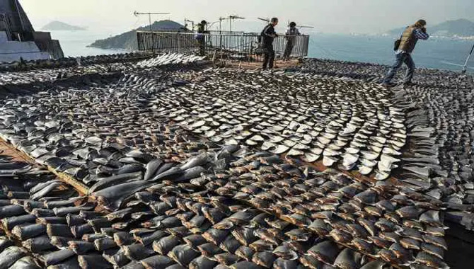 Essential Facts On Poaching Fish