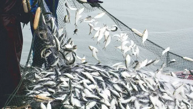 Future Of Fish Population Surveys In Fisheries Management