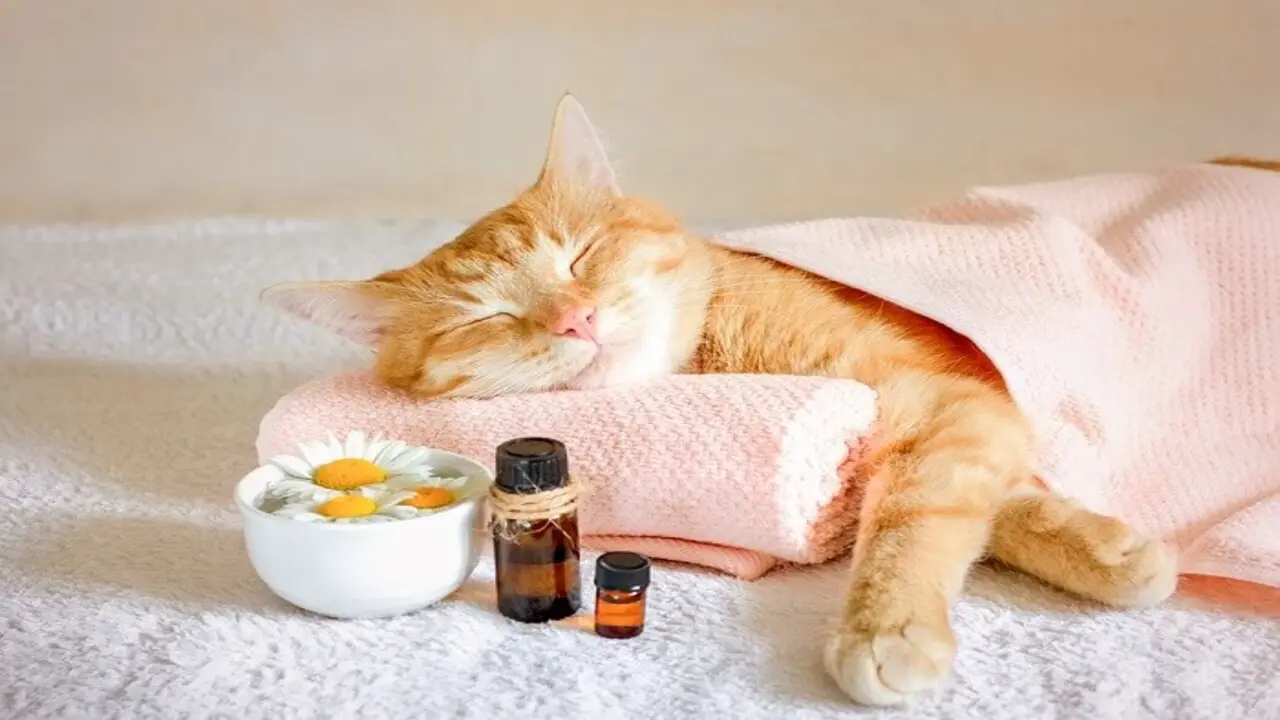 Homeopathic Treatment Of Cough In Cats