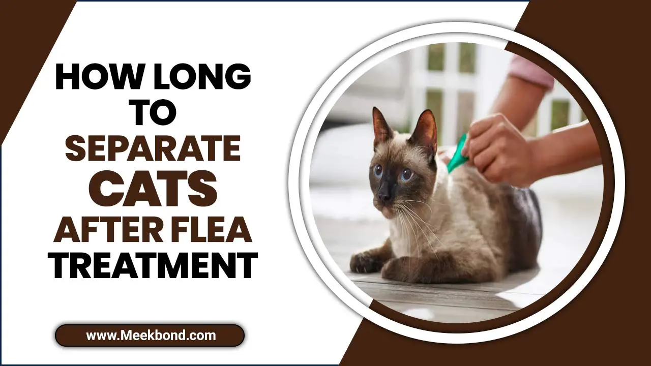 How Long To Separate Cats After Flea Treatment? Read to know