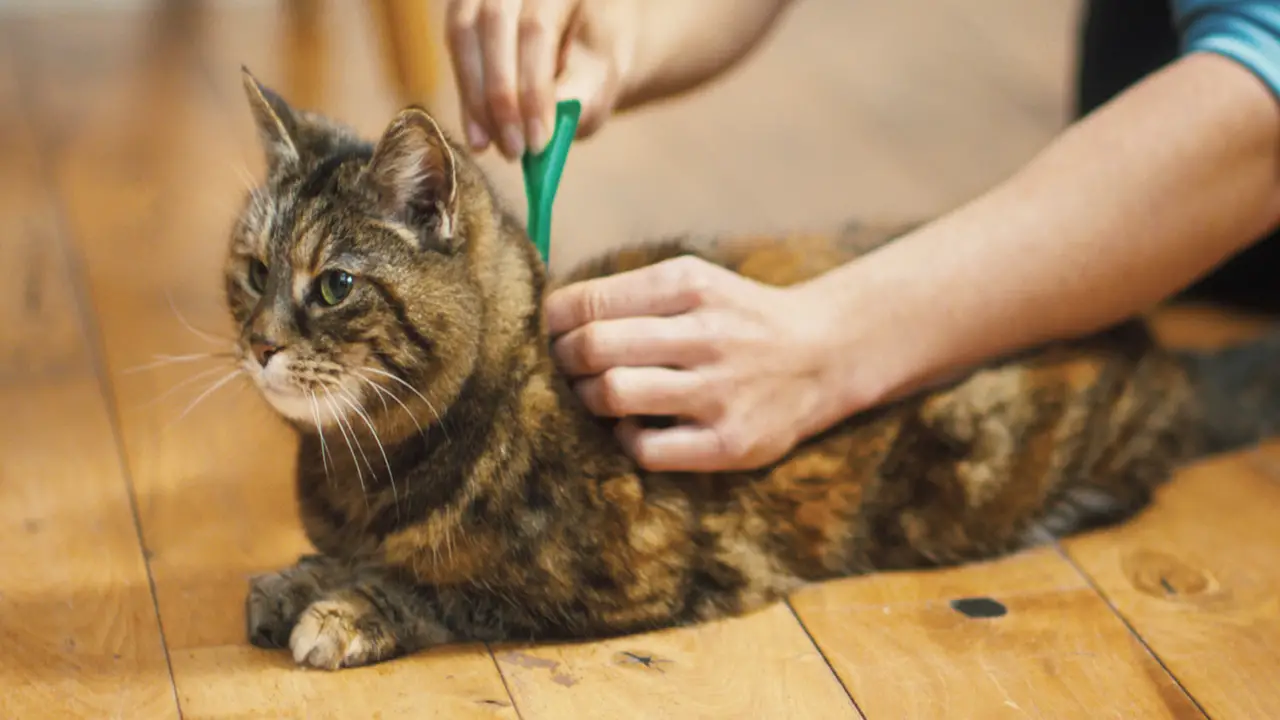 How Long To Separate Cats After Flea TreatmentExplained
