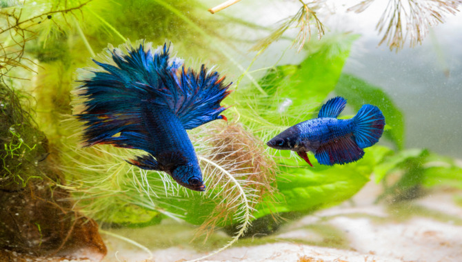 How To Breed Betta Fish Successfully