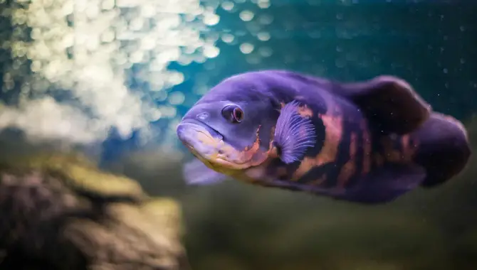 How To Care for Blueberry Oscar Amazing Aquarium Tips