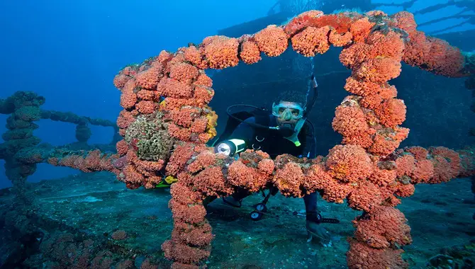 How To Create Artificial Reefs For Fish Habitats In 7 Steps