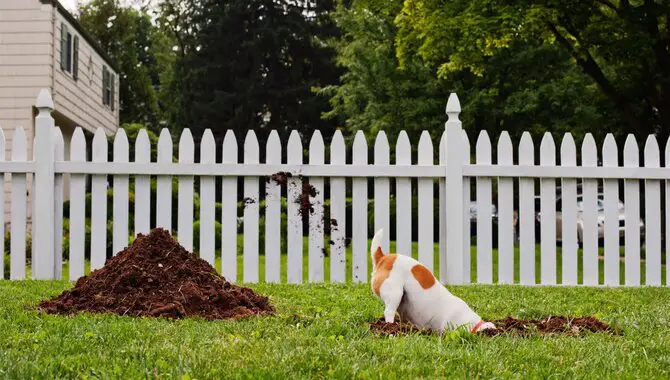 How To Deter A Dog From Digging In Your Yard