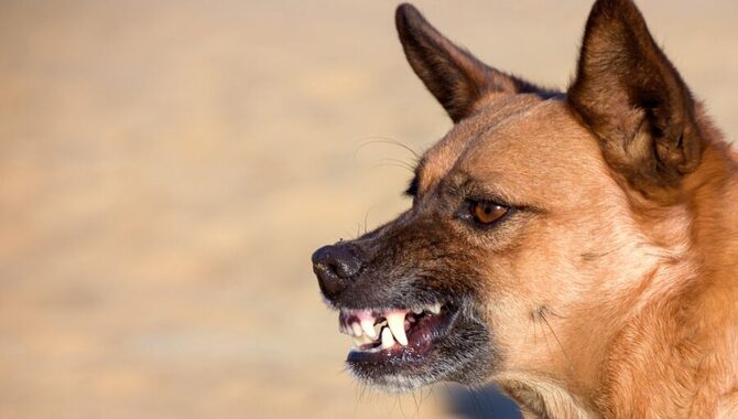 How To Handle Dog Aggression - By Following 10 Steps