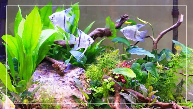 How To Set Up A Freshwater Fish Tank With - Simple Steps
