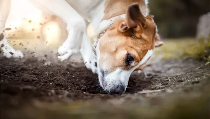 How To Stop A Dog From Digging