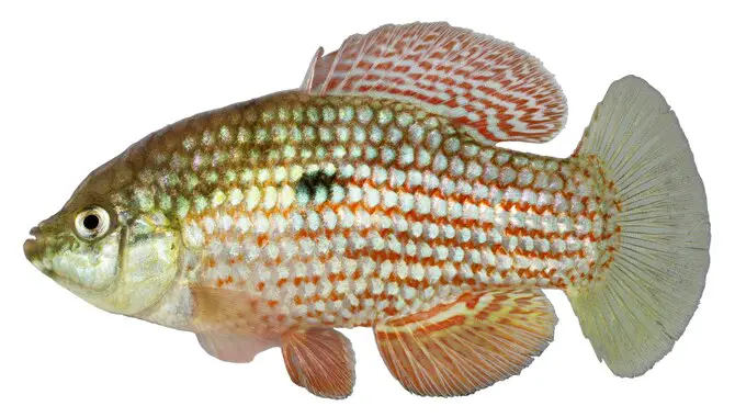 Identifying Common Freshwater Fish Species