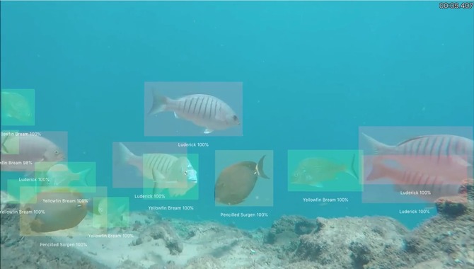 Identifying Fish And Other Objects On The Screen