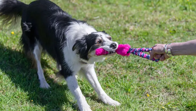 Introducing The Toy To Your Dog
