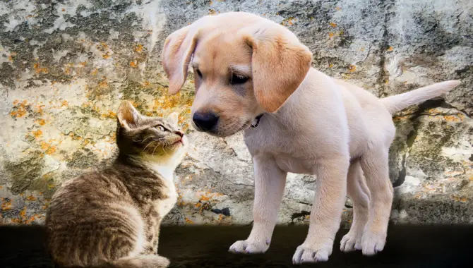 Introducing Your Dog To A New Cat