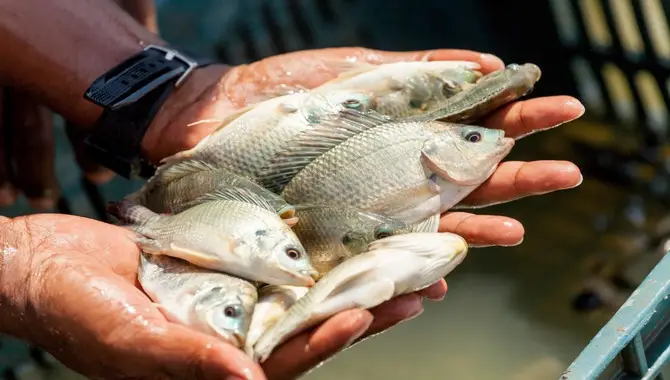 Managing Health Issues In Breeding Fish