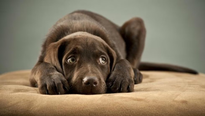 Managing Your Dog's Fear Triggers