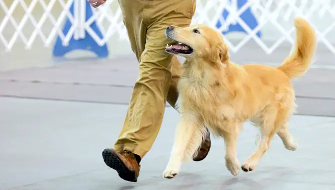 Mastering On How To Teach A Dog To Heel