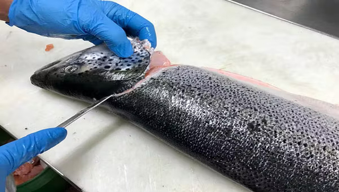 Necessary Tools And Equipment For Filleting A Fish